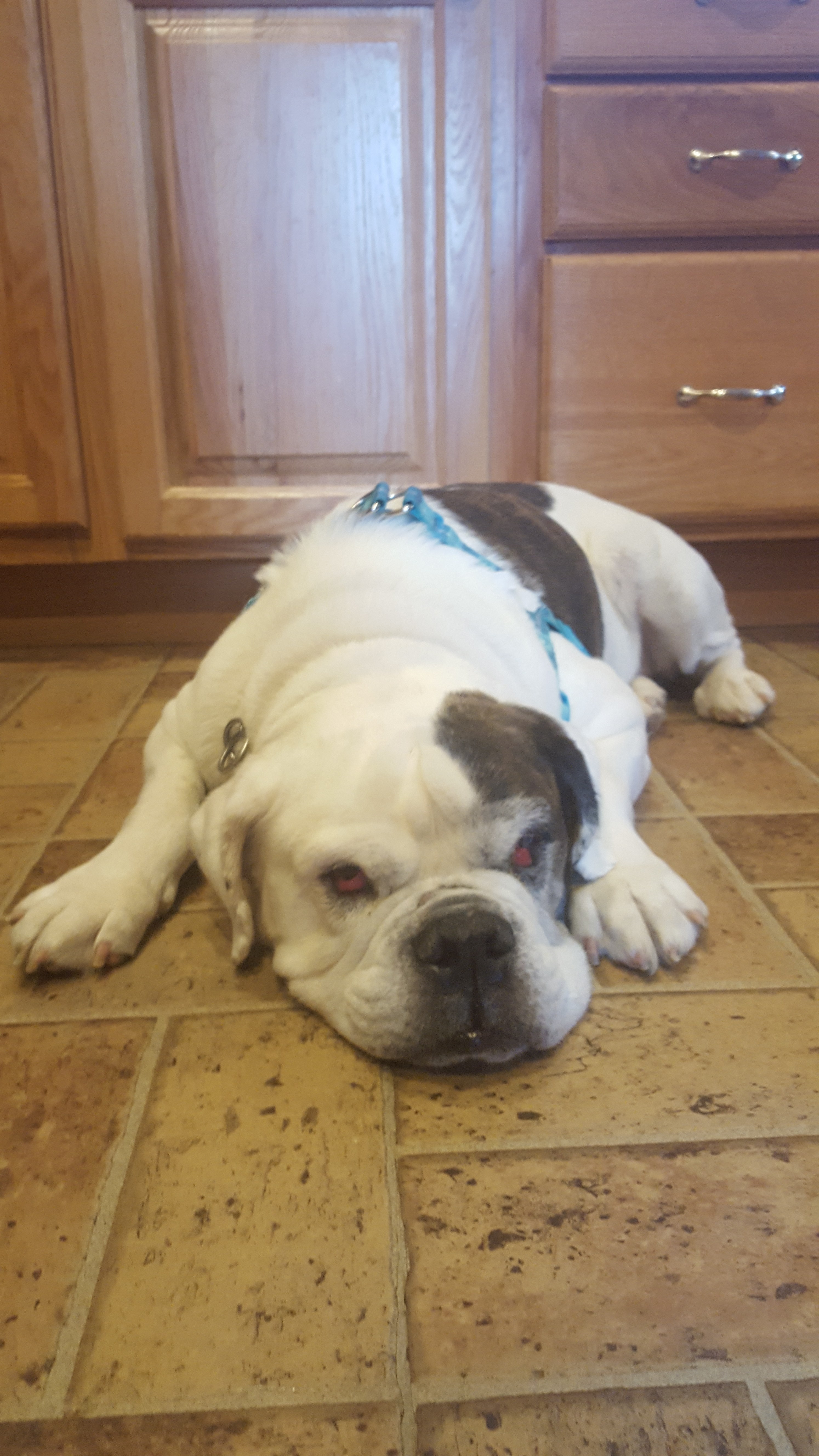 Indiana Bulldog Rescue hunter green